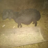 بزغاله و بره|حیوانات مزرعه|کبودرآهنگ, |دیوار