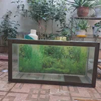 اکواریم