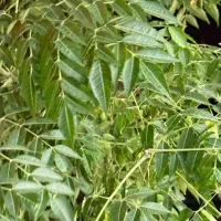 زمین ۹۰۰ متر کوی پرتو( بختیاردشت )