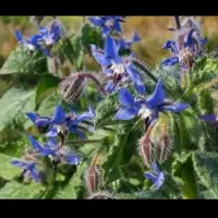 عرقیات گیاهی اصل و ارگانیک