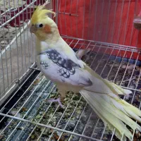 ۳عدد نربالغ دوبال مرواریدی کشیده|پرنده|خان ببین, |دیوار