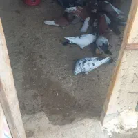 کفتر