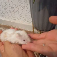 همستر بازیگوش و دستی