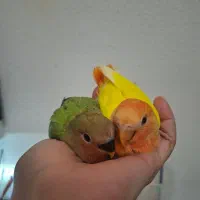 جوجه تازه دونخور طوطی برزیلی|پرنده|کیش, |دیوار