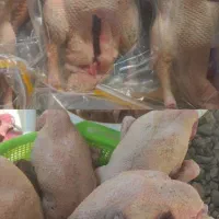 اردک محلّی مرغ محلّی|حیوانات مزرعه|بابلسر, |دیوار