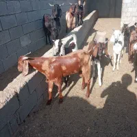 12کهره نر درجه یک