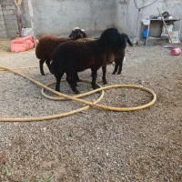 ۳ راس بره ماده دامازدق|حیوانات مزرعه|اردبیل, |دیوار