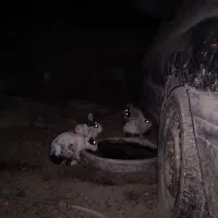 تعدادی خرگوش بالغ بفروش میرسد