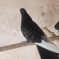 کبوتر|پرنده|قم, هنرستان|دیوار