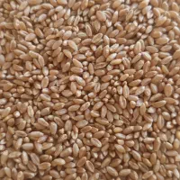 بذر گندم آبی پیشگام