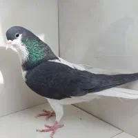 کبوتر.کفتر.بهبهونی و شهری و پلاکی