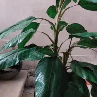 فروش گلدان مصنوعی باباآدم وارداتی بزرگ