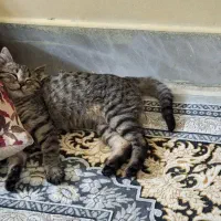 واگذاری بچه گربه سه ماهه همراه با فروش وسایل