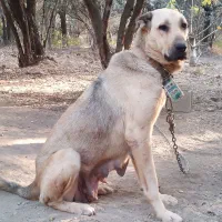 ماده پژدر ۳ ساله