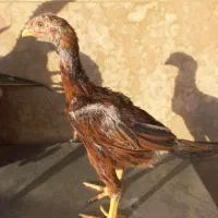 مرغ و جوجه لاری انگلیسی و هندی|حیوانات مزرعه|فردیس, شهرک ۱۱۰|دیوار