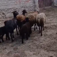 چهارراس کاورتقلی  افشاری قرمز