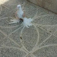 دوکت همدانی