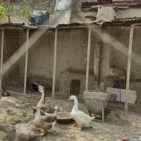 تخم نطفه دار  قوغاز آفریقایی