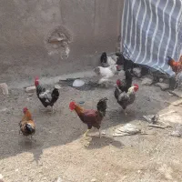 خروس محلی