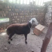 بره دوقلو زا