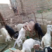 فروش همه گوسفندها یکجا|حیوانات مزرعه|ایرانشهر, |دیوار