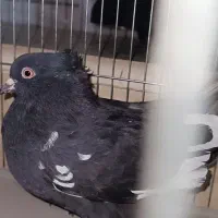 کفتر سینه سیاه