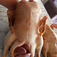 غاز.اوردگ .بوقلمون .مرغ خروس. زنده و پر کنده|حیوانات مزرعه|رشت, فلسطین|دیوار
