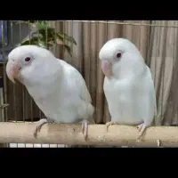 پرنده|پرنده|سرچهان, |دیوار