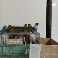 پرنده|پرنده|کوهدشت, |دیوار