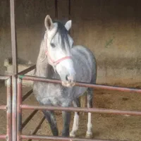 یک راس مادیان