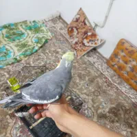عروس هلندی سخنگو