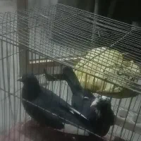 کفتر جفت پلنگ