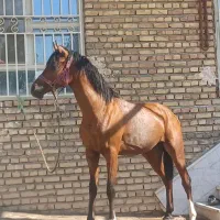 اسب کره عرب ۲/۵ساله