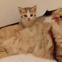 گربه نژاده چین چیلا