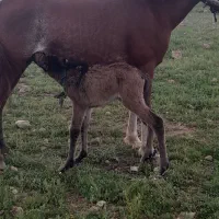 مادیون باکره