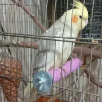 عروس هلندی سخنگو