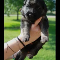 ژرمن شپرد2ماهه کینگ سایز ارجینال وارداتی فقط ۴نیم|سگ|تهران, شهرآرا|دیوار