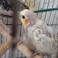 جوجه عروس هلندی|پرنده|الوند, |دیوار