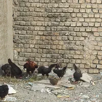 مرغ سیاه تخمگذار|حیوانات مزرعه|اصفهان, شهرک ولیعصر|دیوار