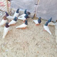 کله مهر مهر|پرنده|شیراز, ریاستی|دیوار