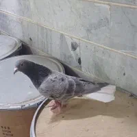 کبوتر سرور خال سیاه دمسفید کبوتر شهرستان|پرنده|کرج, برغان|دیوار