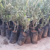 فروش انواع نهال زیتون|خدمات باغبانی و درختکاری|منجیل, |دیوار