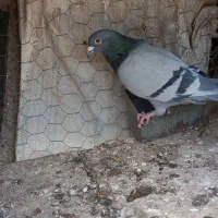 گمشده نر طوقی سیاه