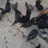 مرغ و خروس گلین|حیوانات مزرعه|مبارکه, |دیوار
