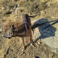 سگ گله ای قیمت ۸ تومن