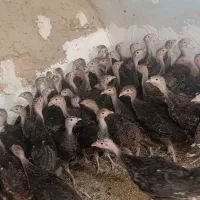 جوجه بوقلمون برنز60روزه|حیوانات مزرعه|ساوه, |دیوار