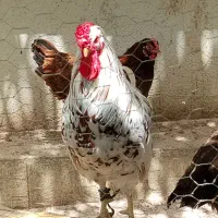 خروس