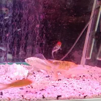 ماهی کوی|ماهی|پاکدشت, پاکدشت (مامازند)|دیوار