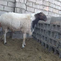 قوچ تیز ران