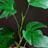 گل آپارتمانی